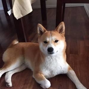 Meet your Posher, Shelly